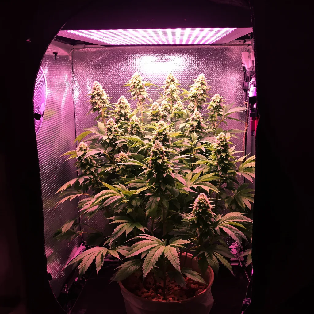 Lemon Diesel cannabis plant in flowering stage — Small (0-120 cm) feminised