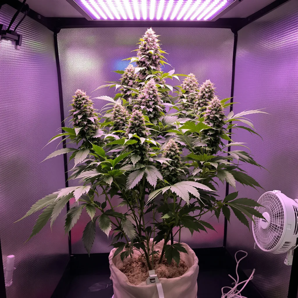Lemon Drizzle cannabis plant in flowering stage — 70–110 cm autoflower