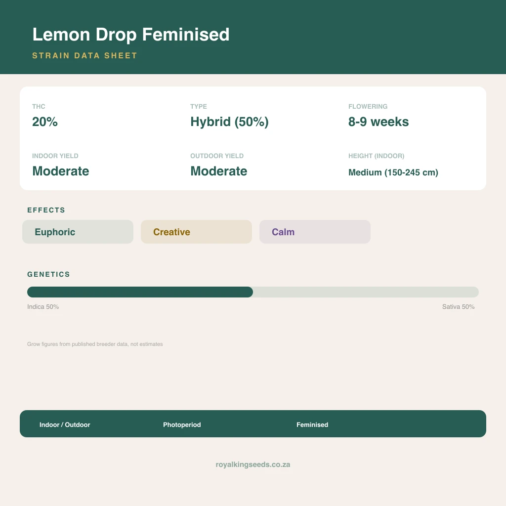 Lemon Drop 50% indica / 50% sativa flower with visible trichomes