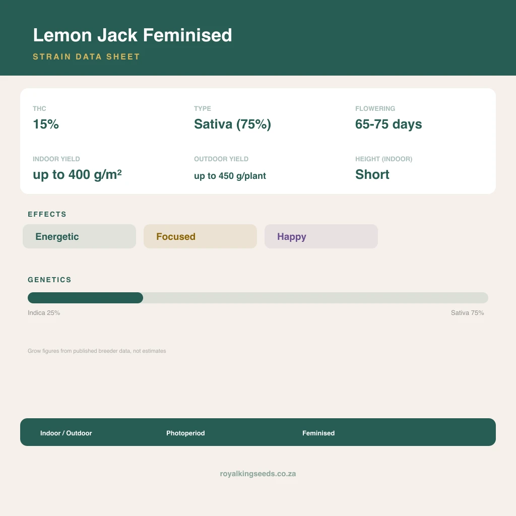 Lemon Jack 25% indica / 75% sativa flower with visible trichomes