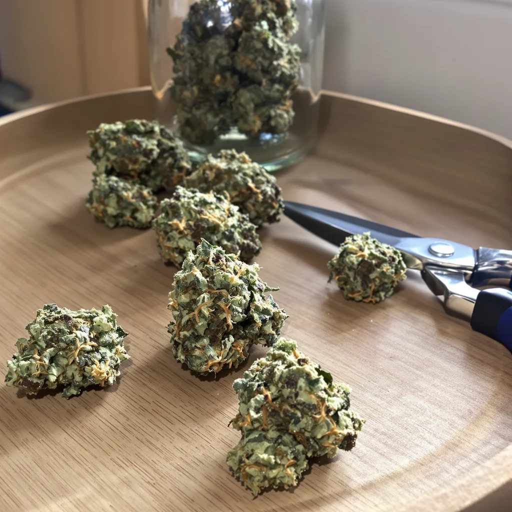 Lemon Thai 55% indica / 45% sativa flower with visible trichomes