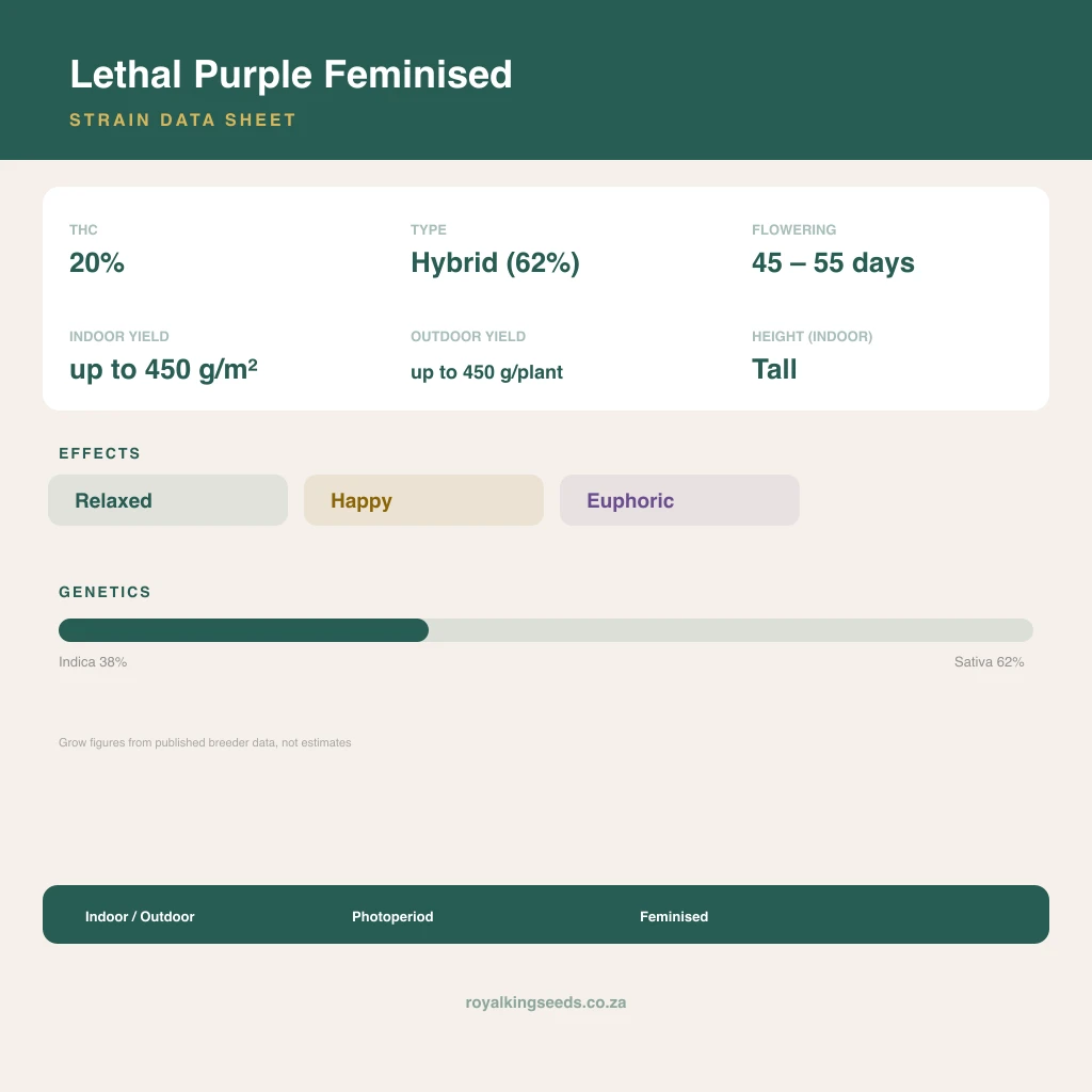 Lethal Purple 38% indica / 62% sativa flower with visible trichomes