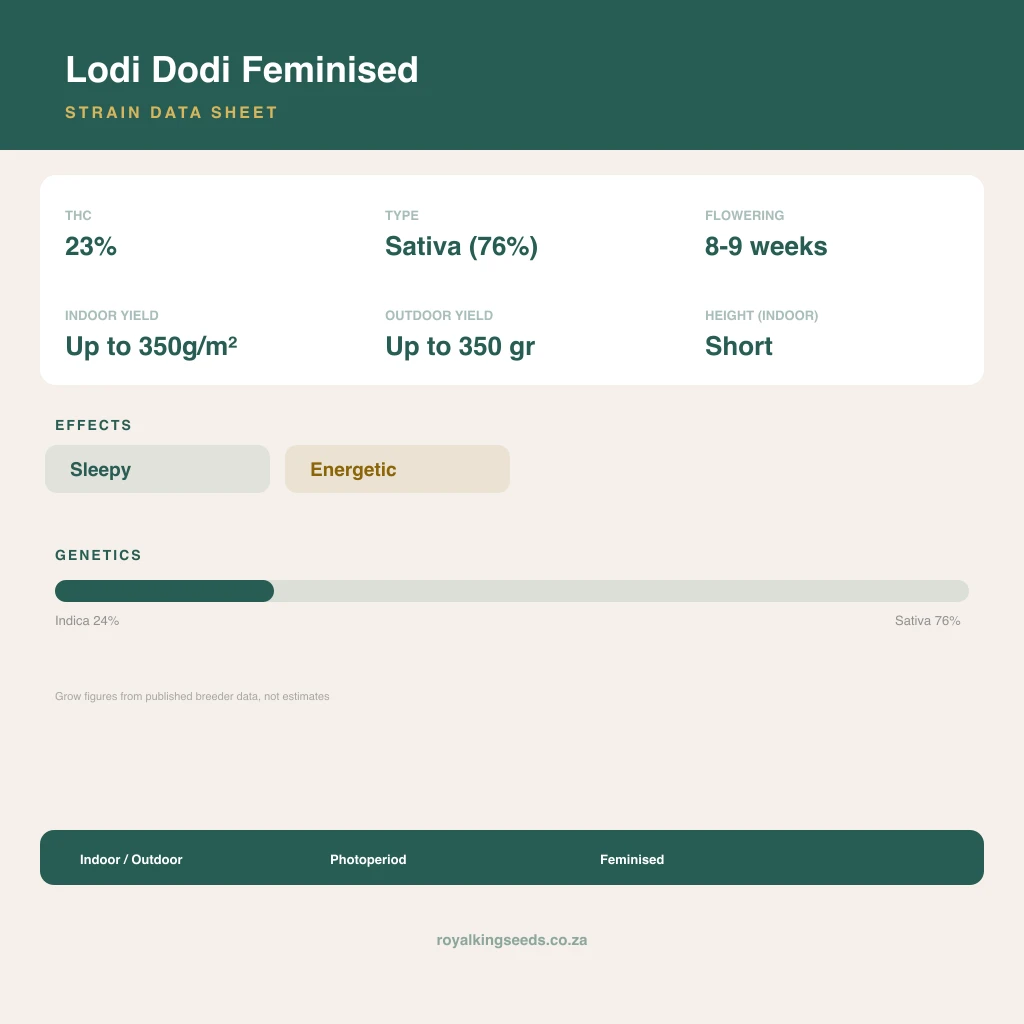 Lodi Dodi 24% indica / 76% sativa flower with visible trichomes