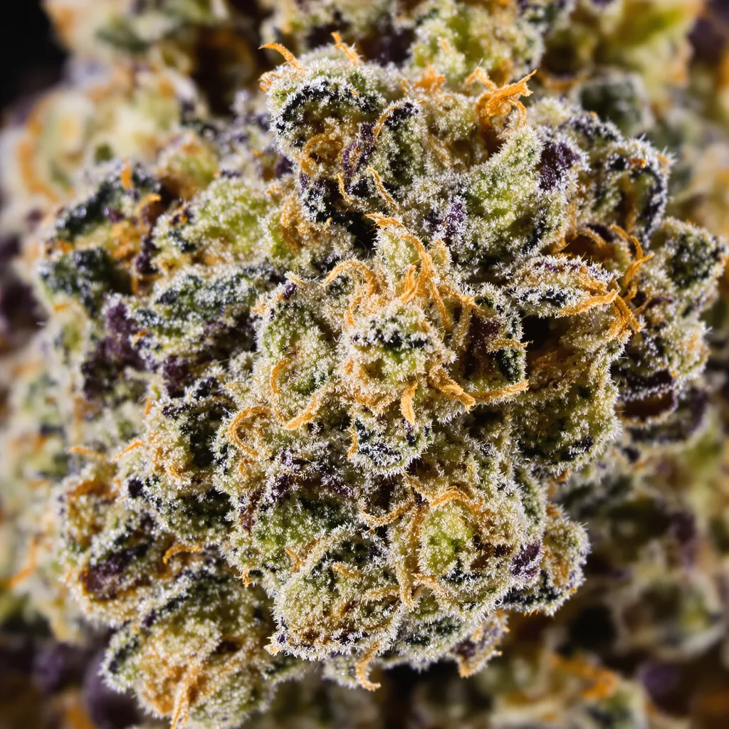 London Pound Cake cannabis bud close-up showing dense purple-tinged calyxes