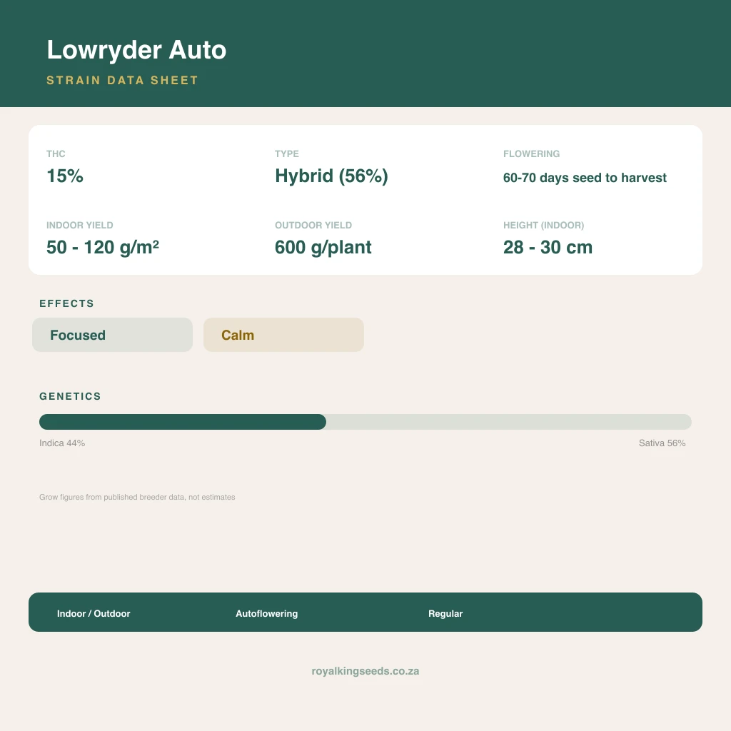 Lowryder 44% indica / 56% sativa flower with visible trichomes