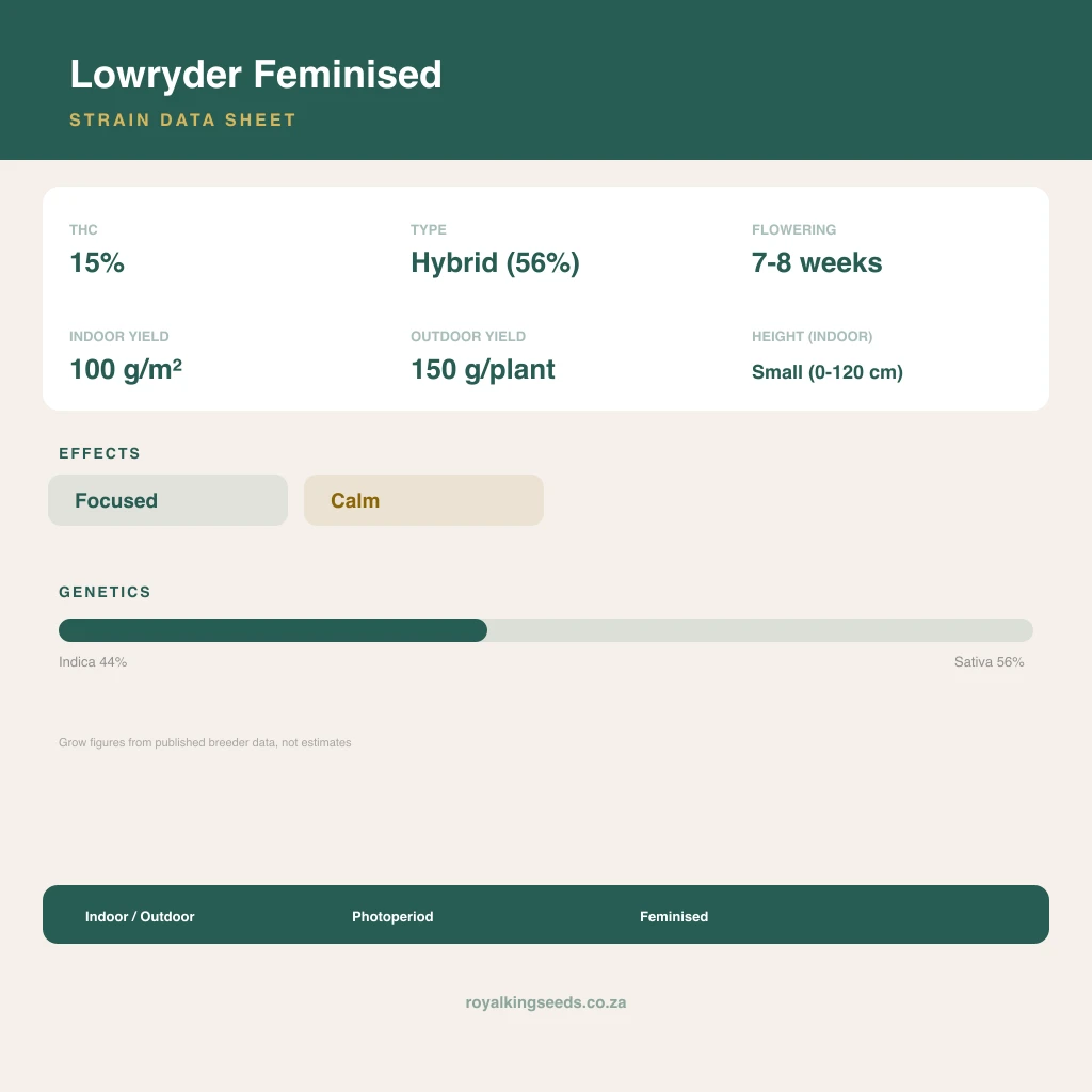 Lowryder 44% indica / 56% sativa flower with visible trichomes