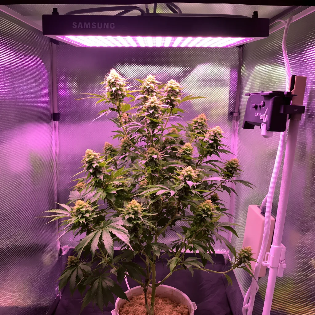 Lucid Blue cannabis plant in flowering stage — Medium (150-245 cm) feminised