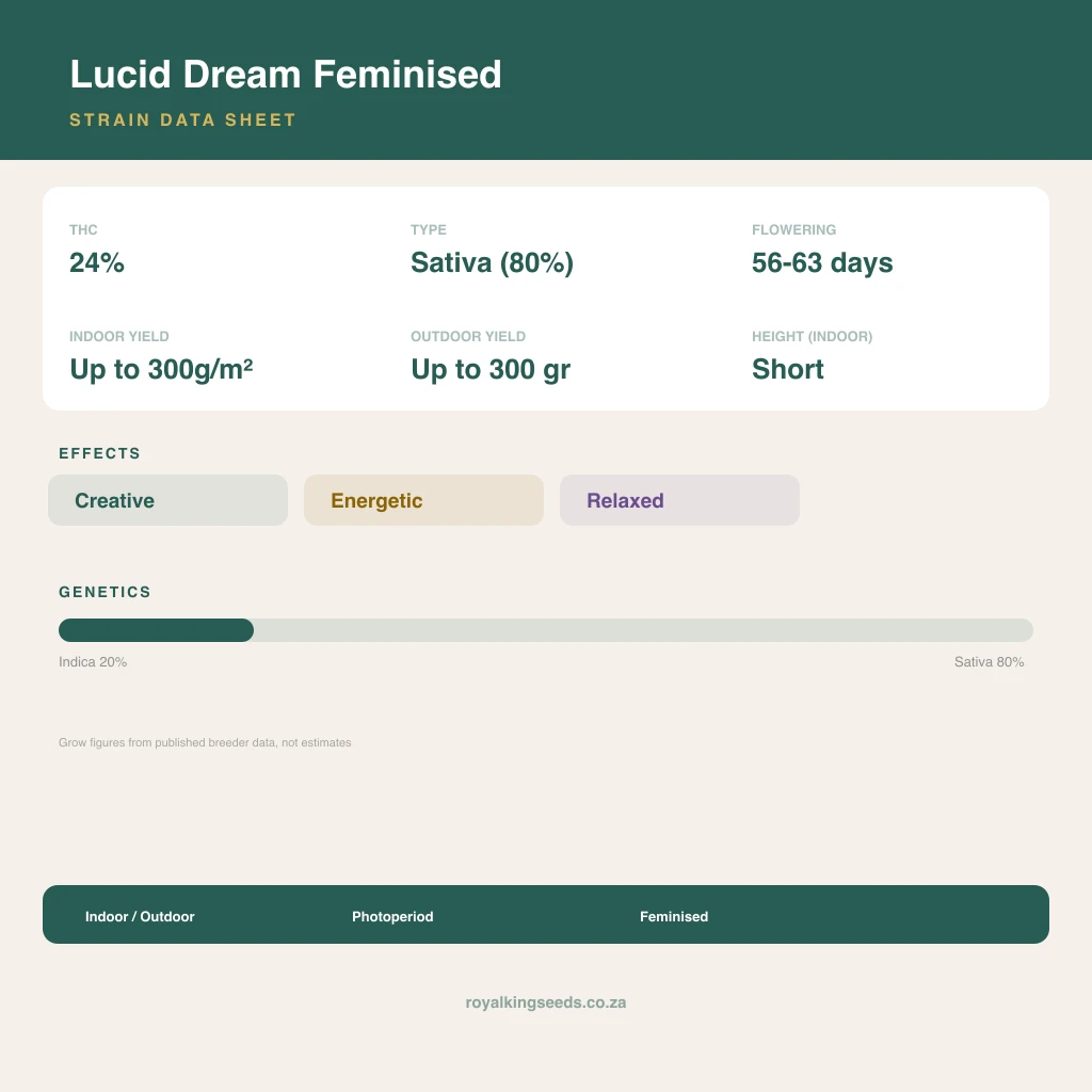 Lucid Dream 20% indica / 80% sativa flower with visible trichomes