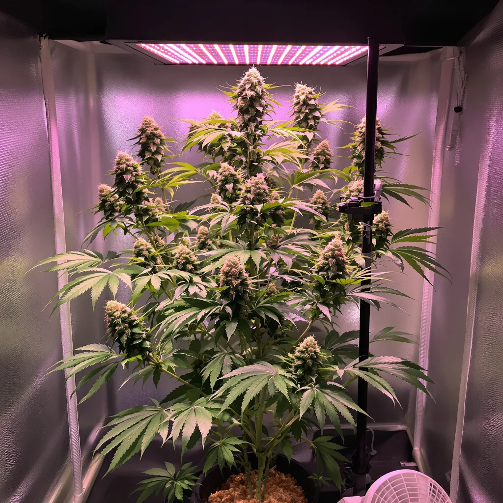 Lucky Charms cannabis plant in flowering stage — Small (0-120 cm) feminised