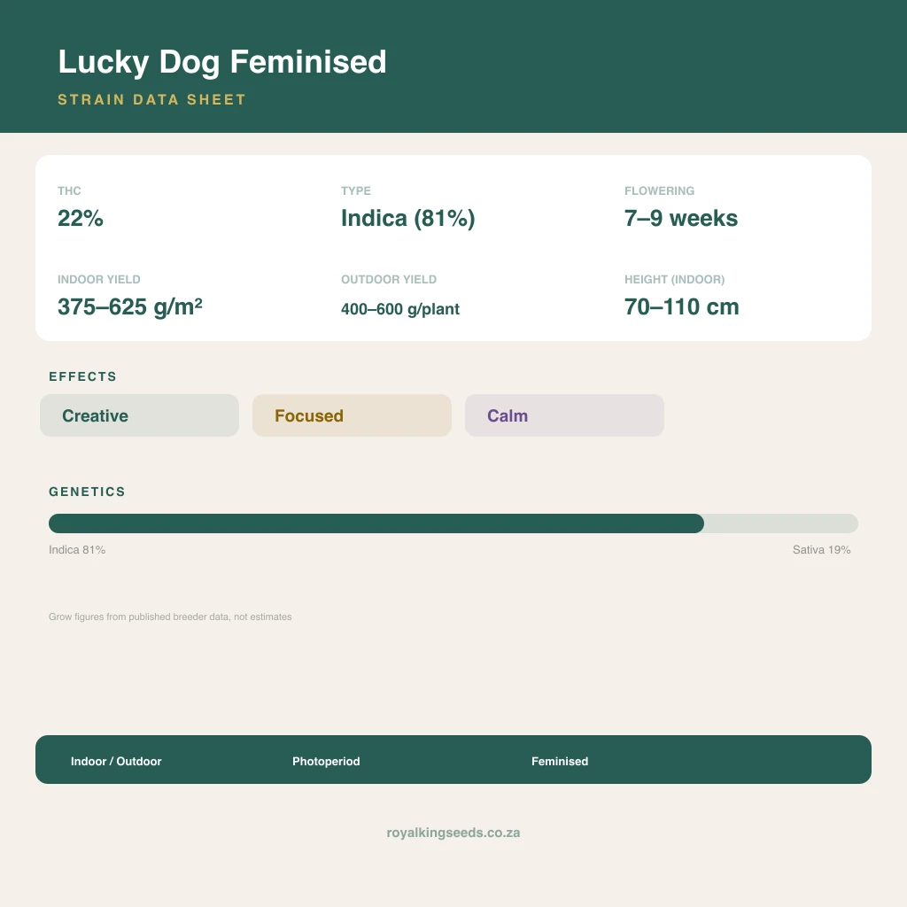 Lucky Dog 81% indica / 19% sativa flower with visible trichomes