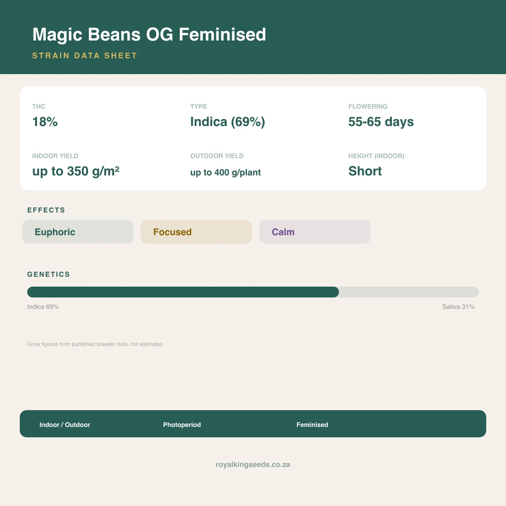 Magic Beans OG 69% indica / 31% sativa flower with visible trichomes