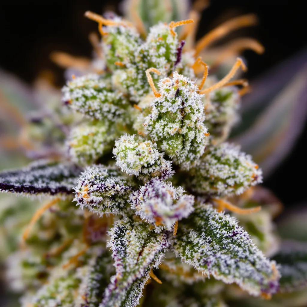 Magnum cannabis bud close-up showing balanced bud structure with frosted trichomes
