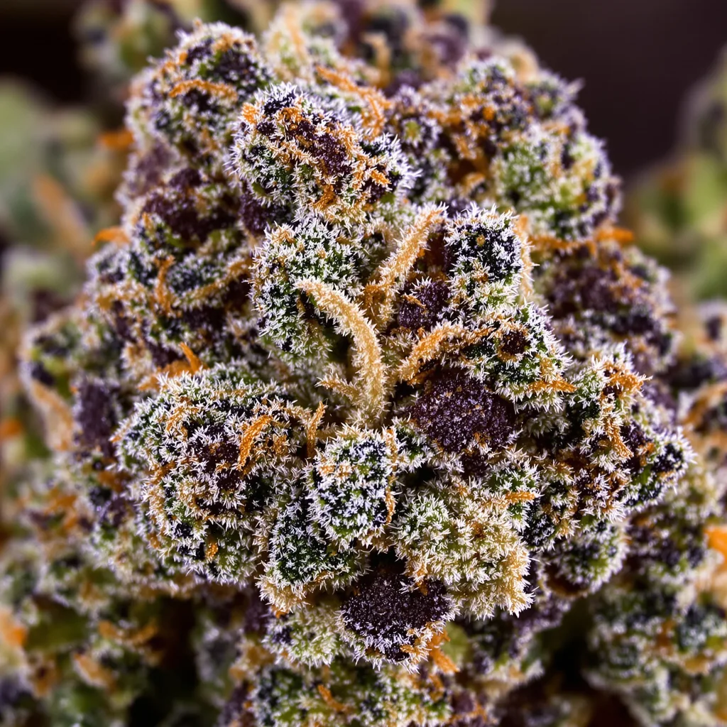 Majestic 12 cannabis bud close-up showing dense purple-tinged calyxes