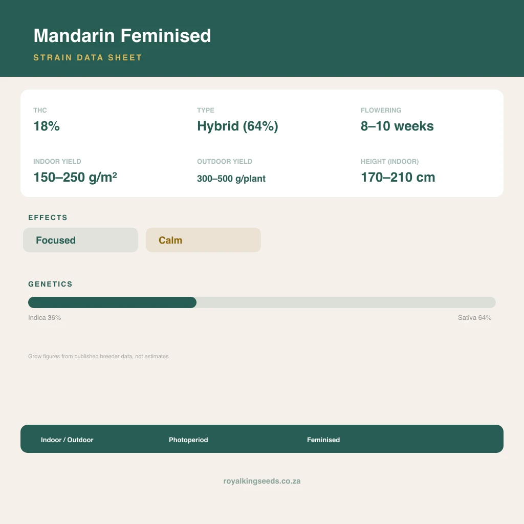 Mandarin 36% indica / 64% sativa flower with visible trichomes