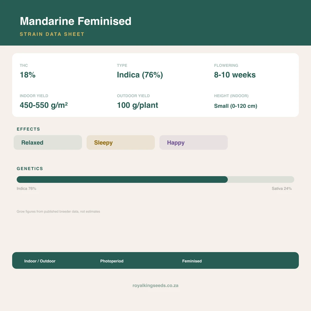 Mandarine 76% indica / 24% sativa flower with visible trichomes