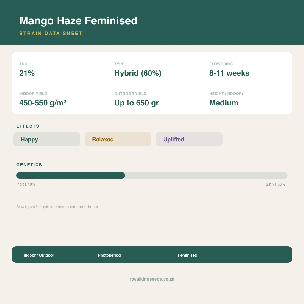Mango Haze 40% indica / 60% sativa flower with visible trichomes