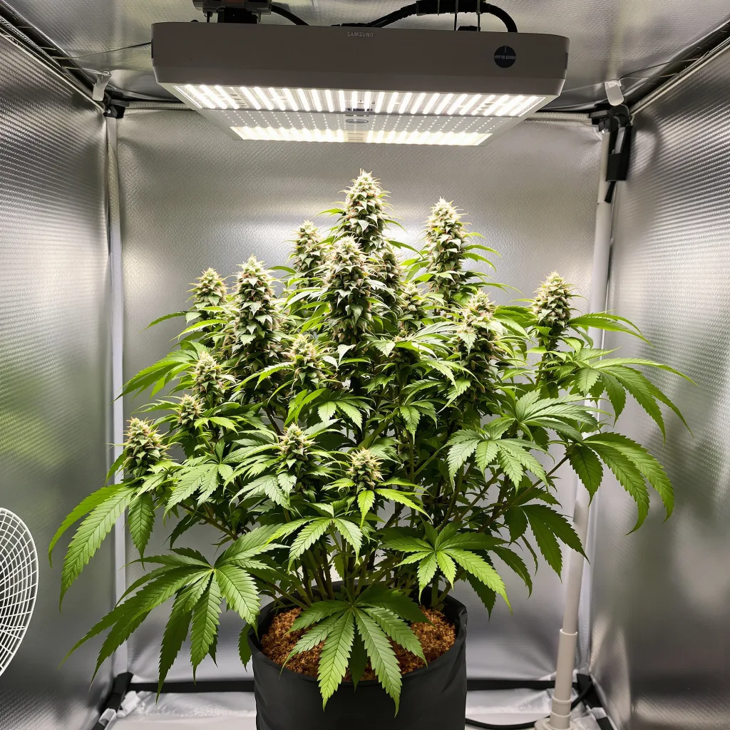 Mango Kush cannabis plant in flowering stage — 150 cm feminised