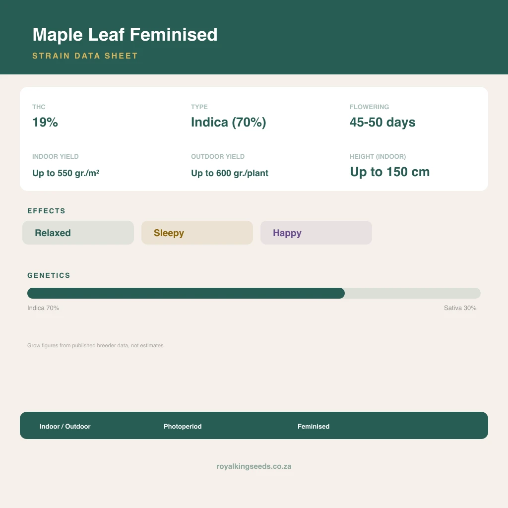 Maple Leaf 70% indica / 30% sativa flower with visible trichomes