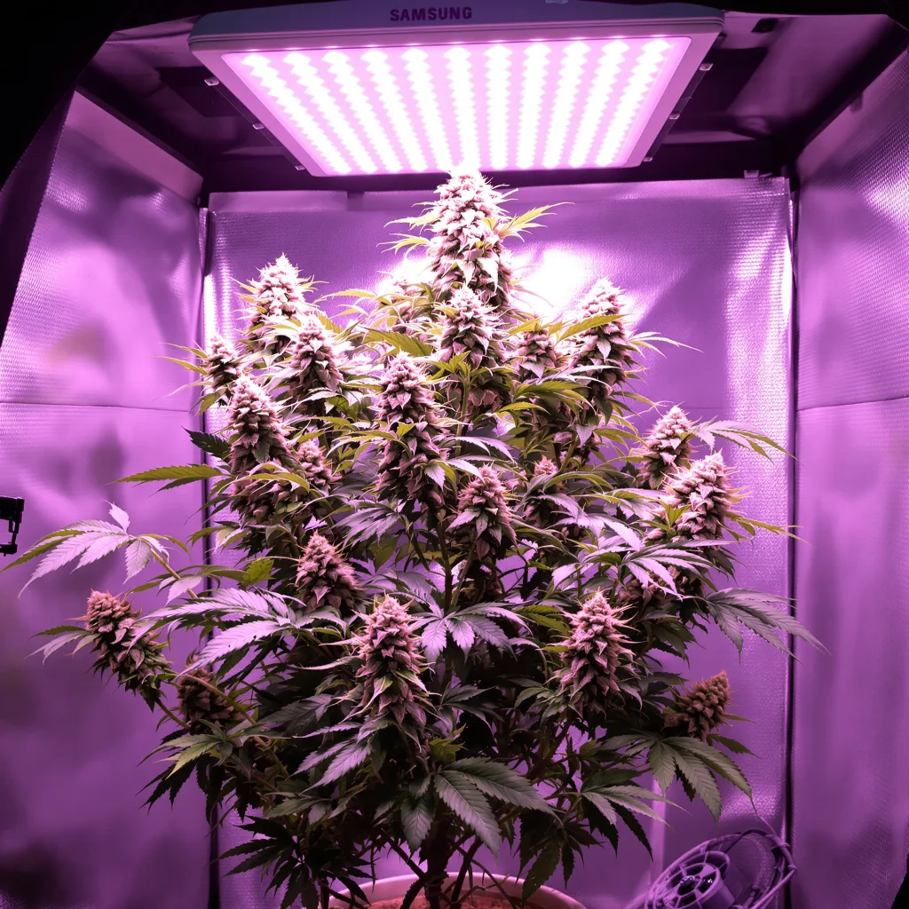 Maui Pineapple Chunk cannabis plant in flowering stage — Medium autoflower