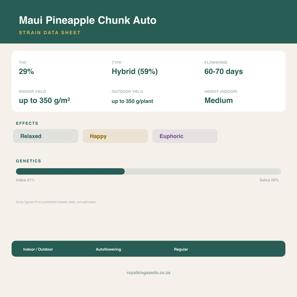 Maui Pineapple Chunk 41% indica / 59% sativa flower with visible trichomes