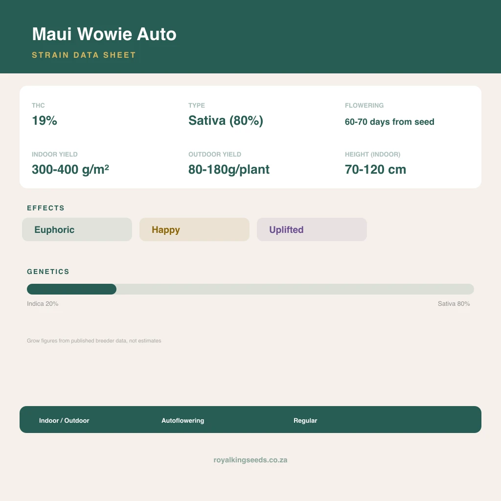Maui Wowie 20% indica / 80% sativa flower with visible trichomes
