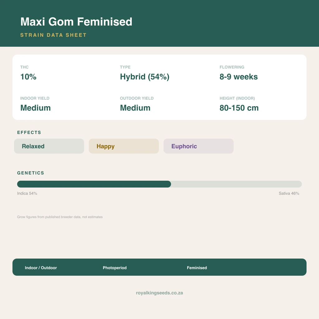Maxi Gom 54% indica / 46% sativa flower with visible trichomes