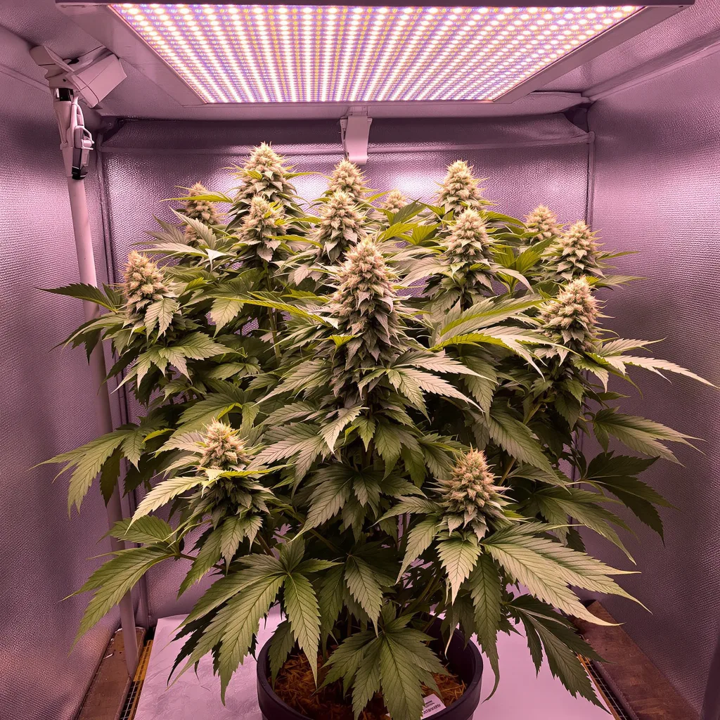 Mazar cannabis plant in flowering stage — Short feminised