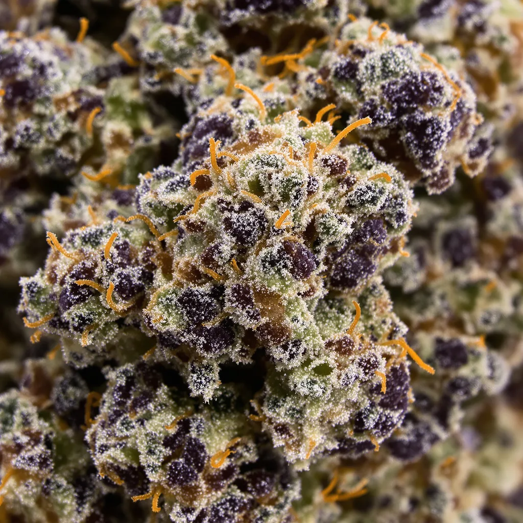 Mazar I Sharif cannabis bud close-up showing dense purple-tinged calyxes