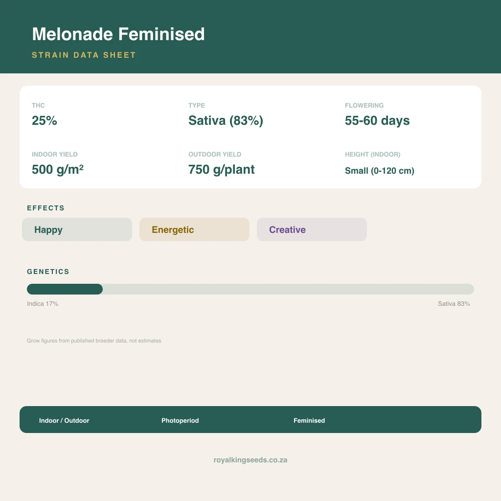 Melonade 17% indica / 83% sativa flower with visible trichomes