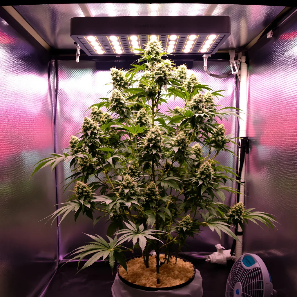 Millennium cannabis plant in flowering stage — Medium (150-245 cm) feminised