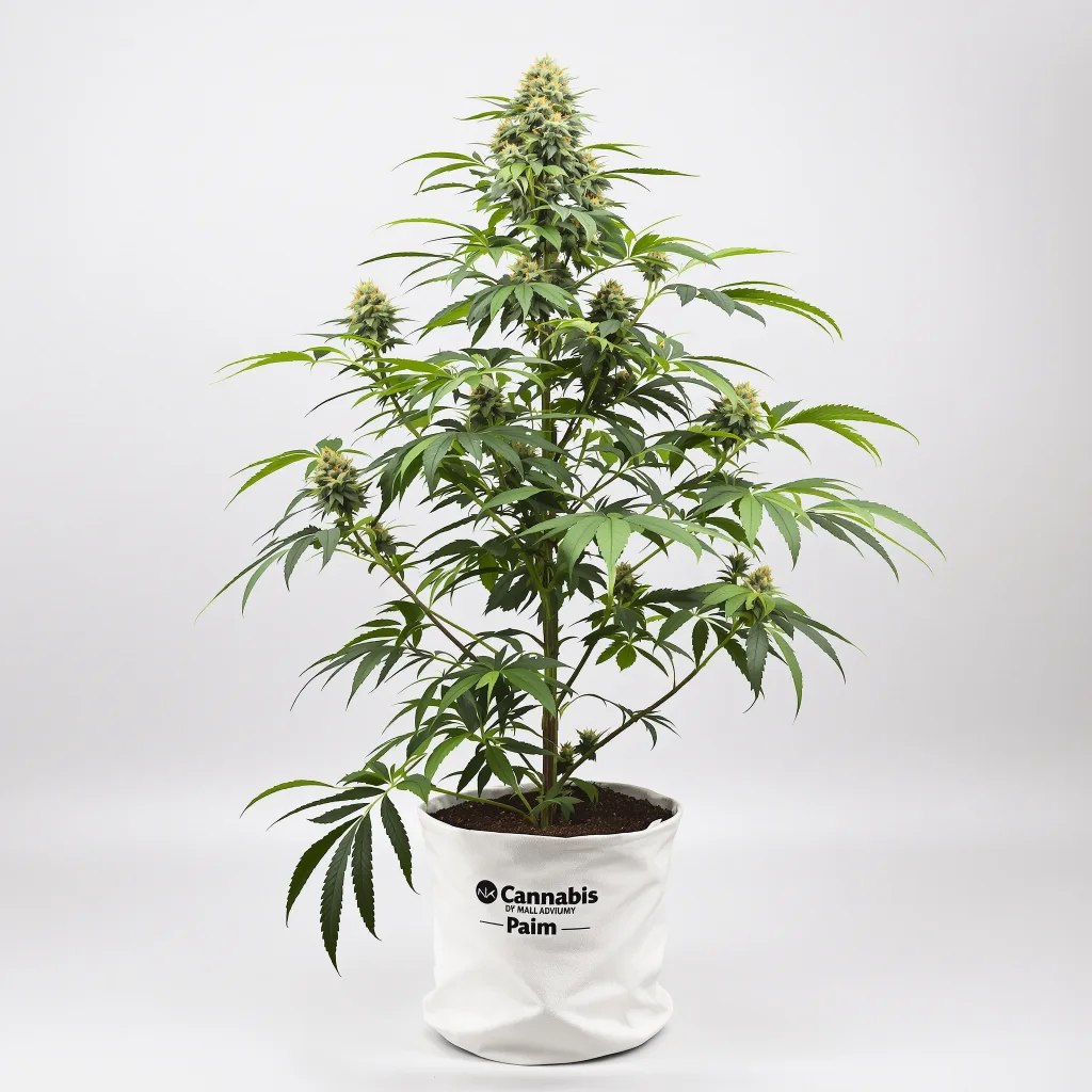 Mint cannabis seeds packaging — Royal King Seeds South Africa