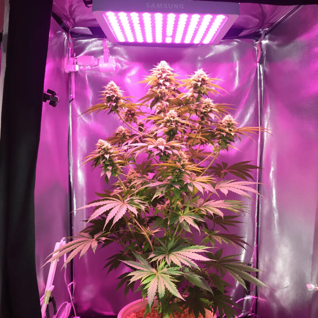Montana Silvertip cannabis plant in flowering stage — Tall feminised