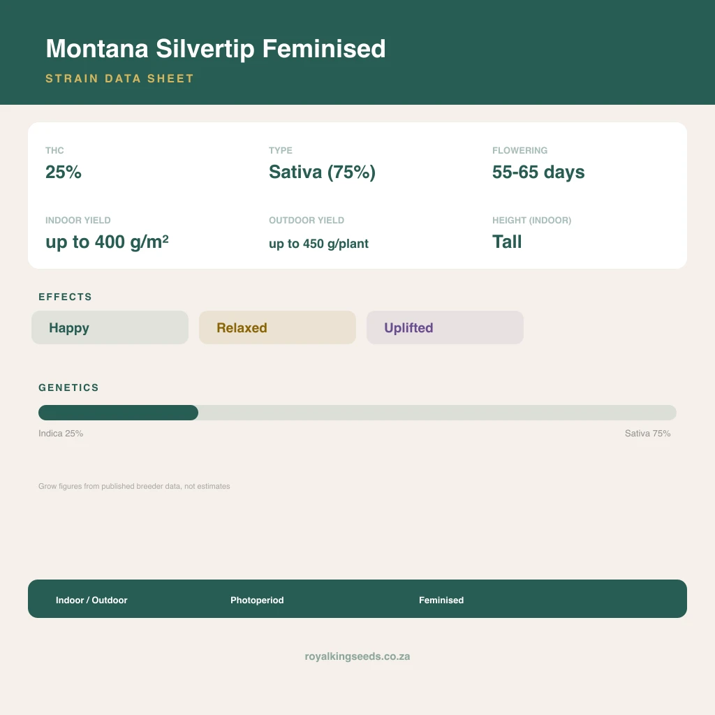Montana Silvertip 25% indica / 75% sativa flower with visible trichomes