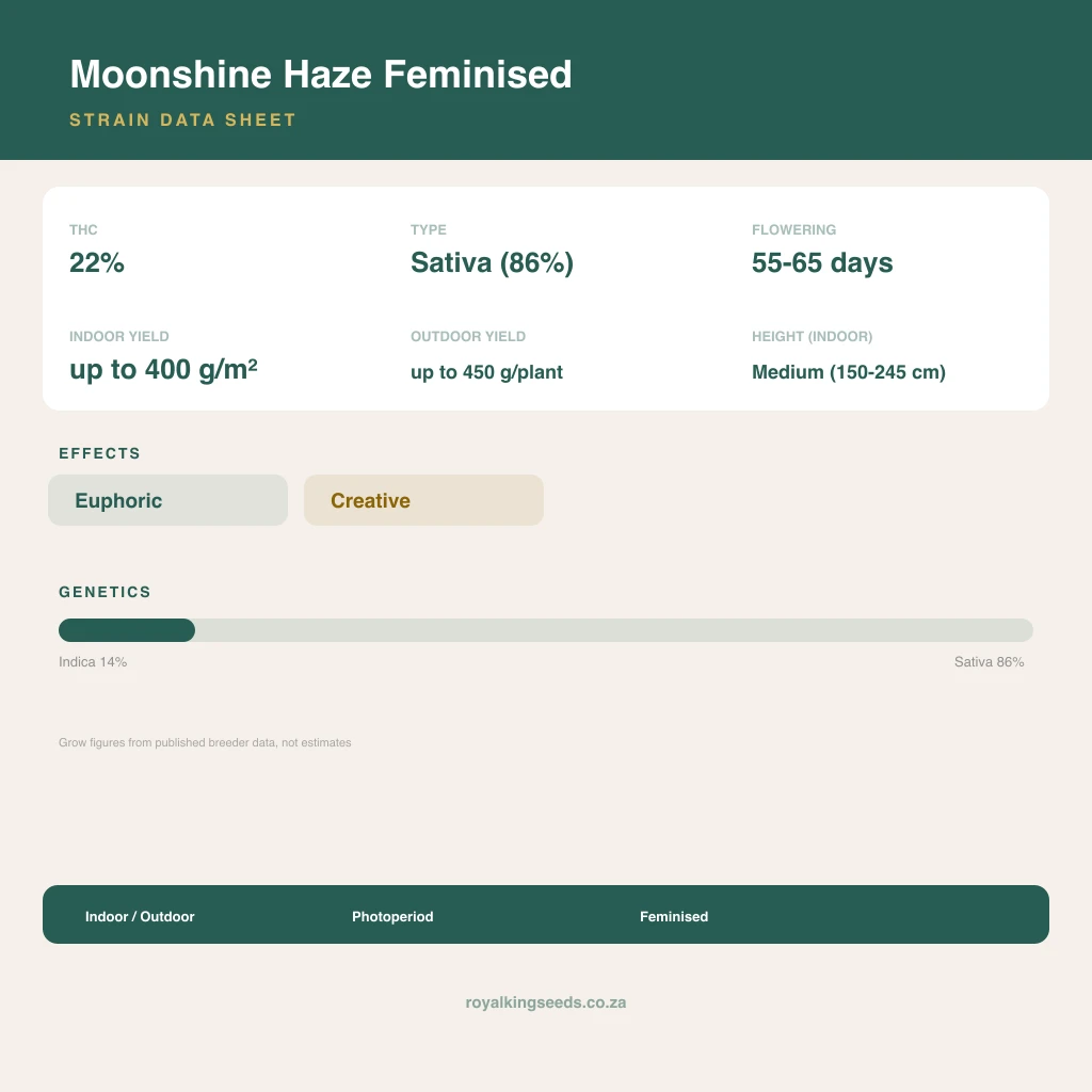 Moonshine Haze 14% indica / 86% sativa flower with visible trichomes