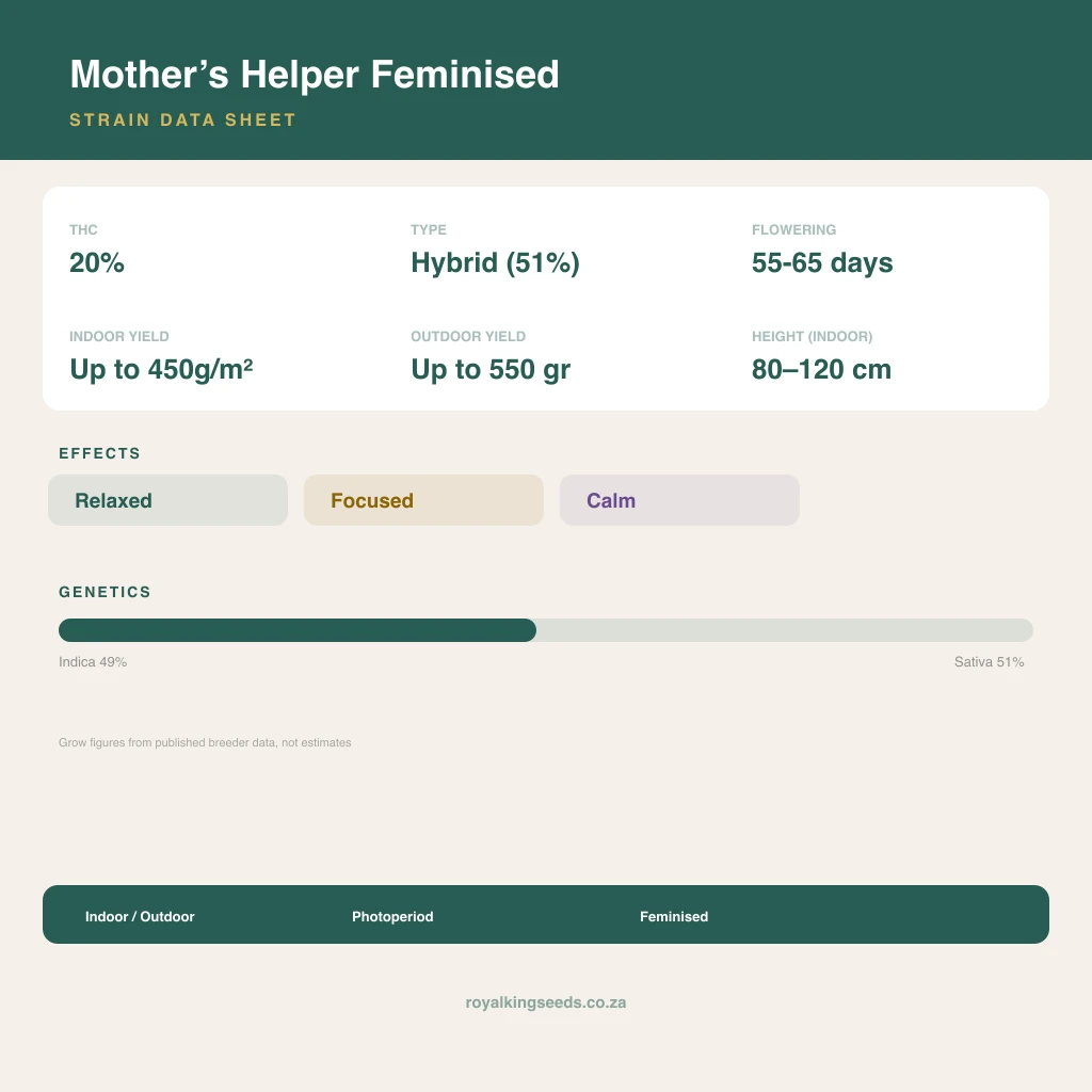 Mother’s Helper 49% indica / 51% sativa flower with visible trichomes