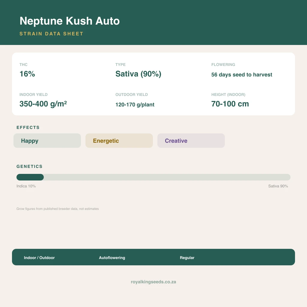 Neptune Kush 10% indica / 90% sativa flower with visible trichomes