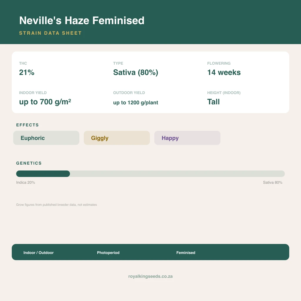 Neville's Haze 20% indica / 80% sativa flower with visible trichomes