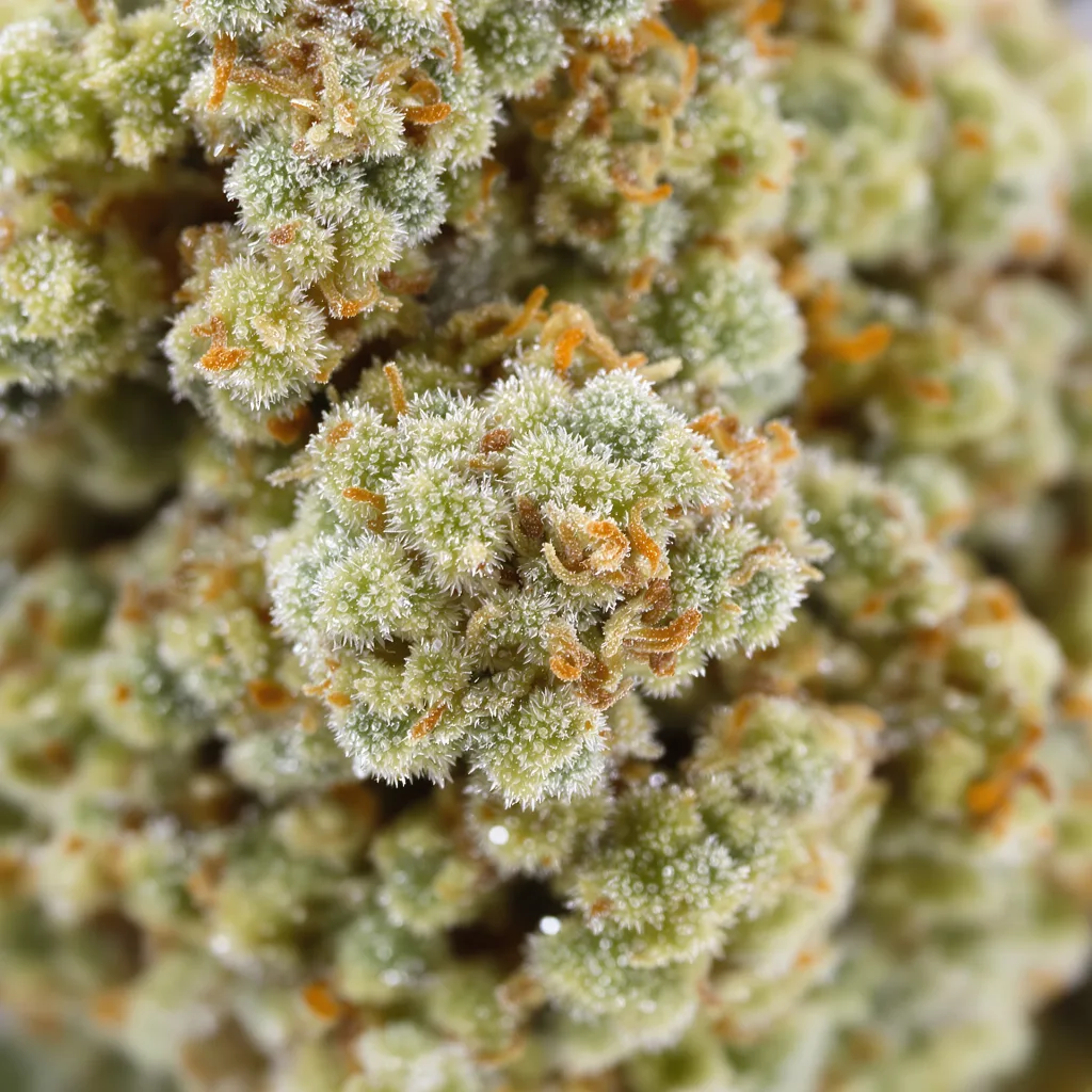Nordle CBD cannabis bud close-up showing pale-green low-resin flower