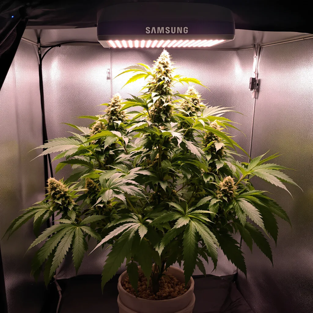 North American cannabis plant in flowering stage — Short feminised