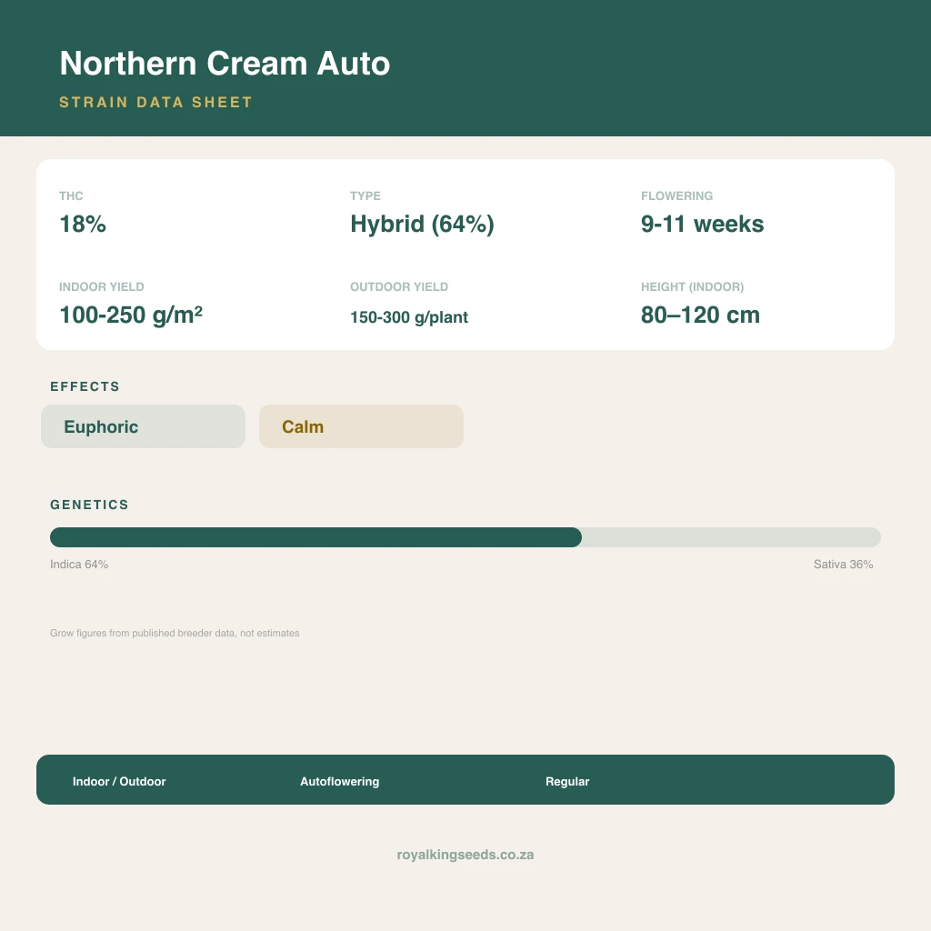 Northern Cream 64% indica / 36% sativa flower with visible trichomes
