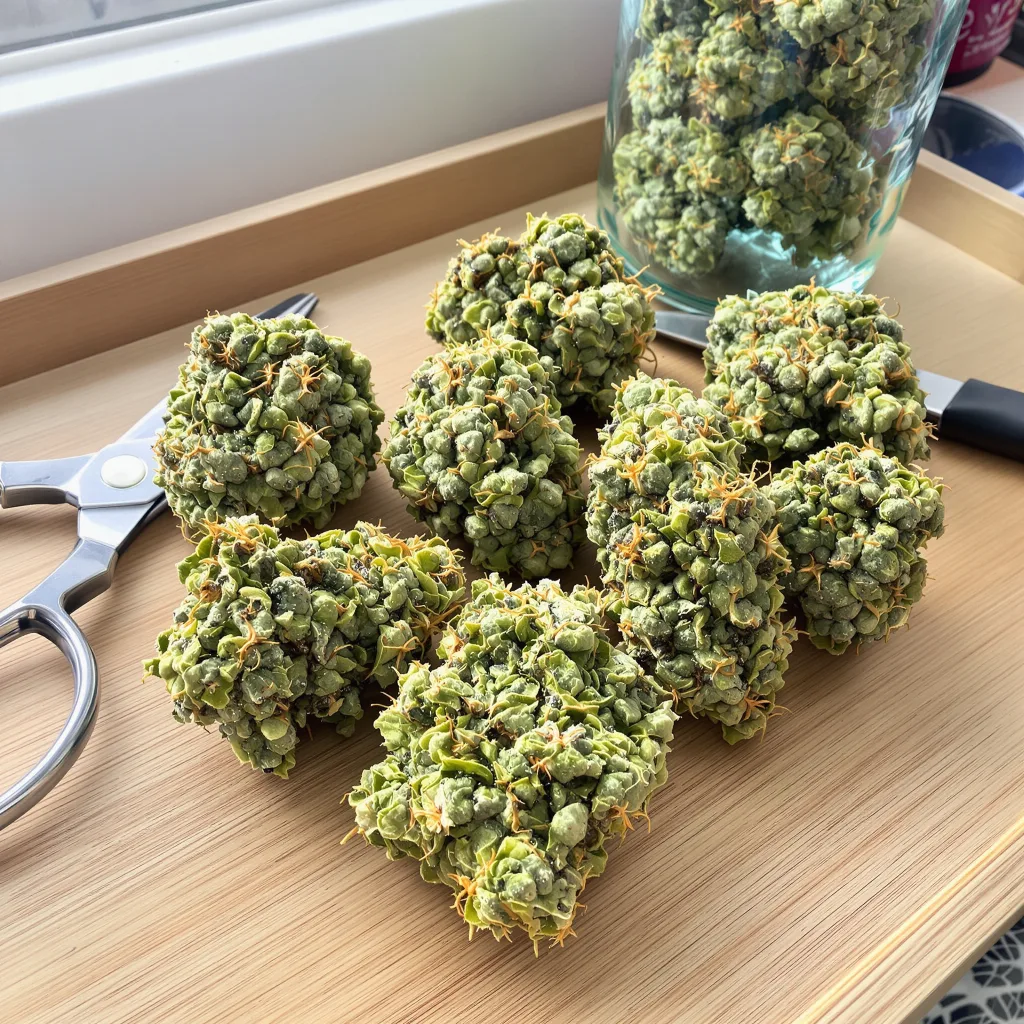 NYC Sour Diesel 11% indica / 89% sativa flower with visible trichomes