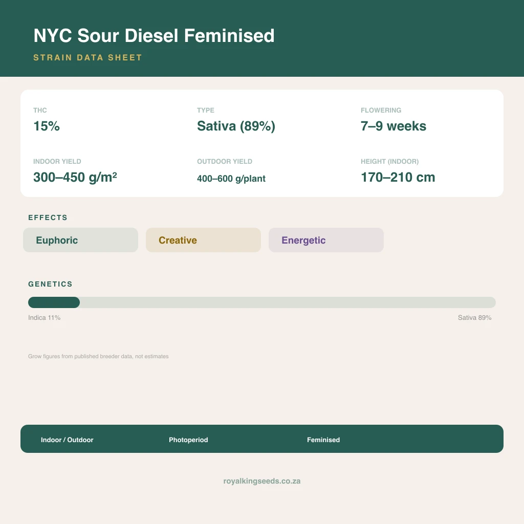 NYC Sour Diesel 11% indica / 89% sativa flower with visible trichomes