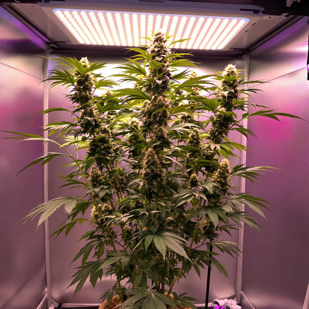 OG Chem cannabis plant in flowering stage — 90-120 cm. Medium feminised