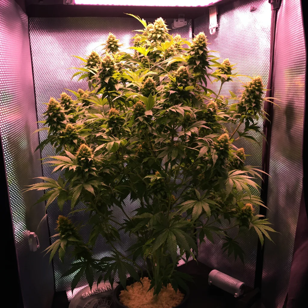 OG Diesel Kush cannabis plant in flowering stage — 170–210 cm feminised