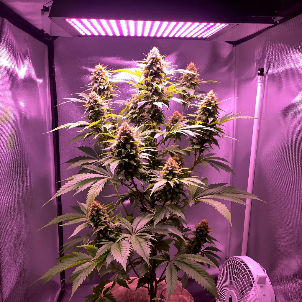 OG Kush cannabis plant in flowering stage — 60-120cm autoflower