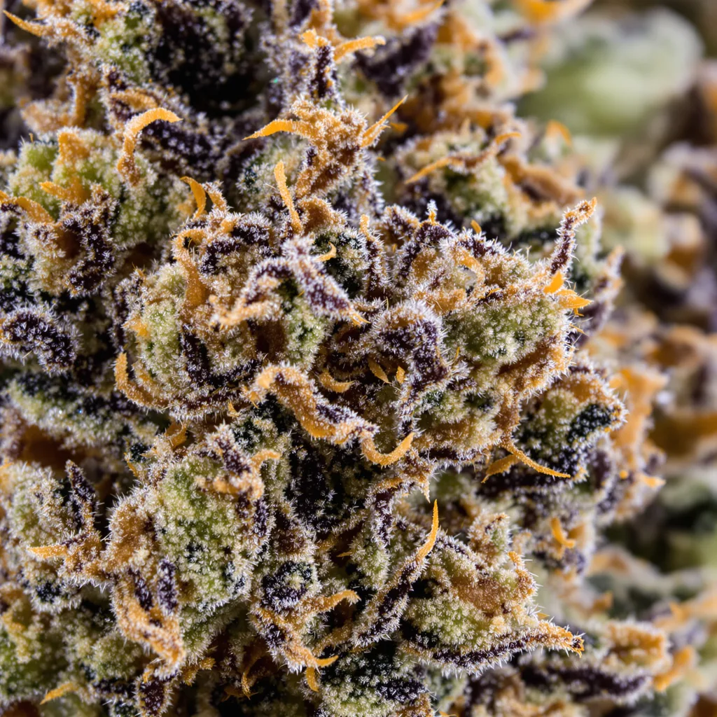 OG’s Pearl cannabis bud close-up showing dense purple-tinged calyxes