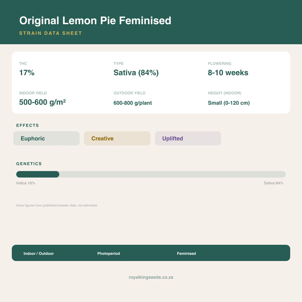 Original Lemon Pie 16% indica / 84% sativa flower with visible trichomes
