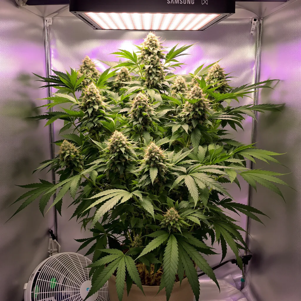 Ortega cannabis plant in flowering stage — 90-120 cm. Medium autoflower