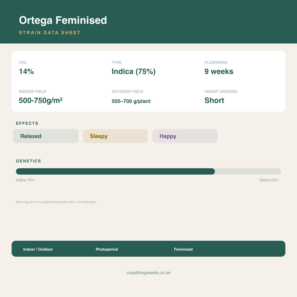Ortega 75% indica / 25% sativa flower with visible trichomes