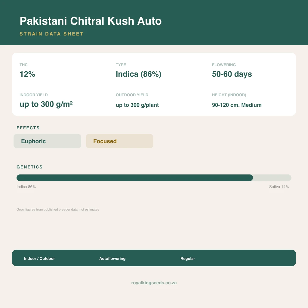 Pakistani Chitral Kush 86% indica / 14% sativa flower with visible trichomes